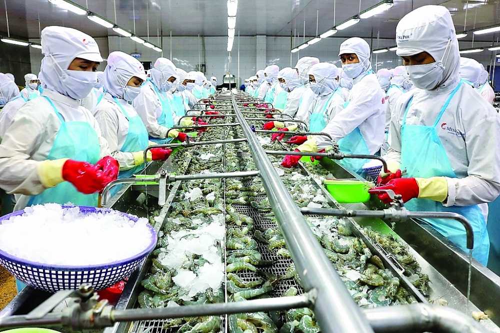 Tăng tốc xuất khẩu tôm sang EU. Hoạt động sản xuất tại Công ty CP Tập đoàn thủy sản Minh Phú. Ảnh: MP