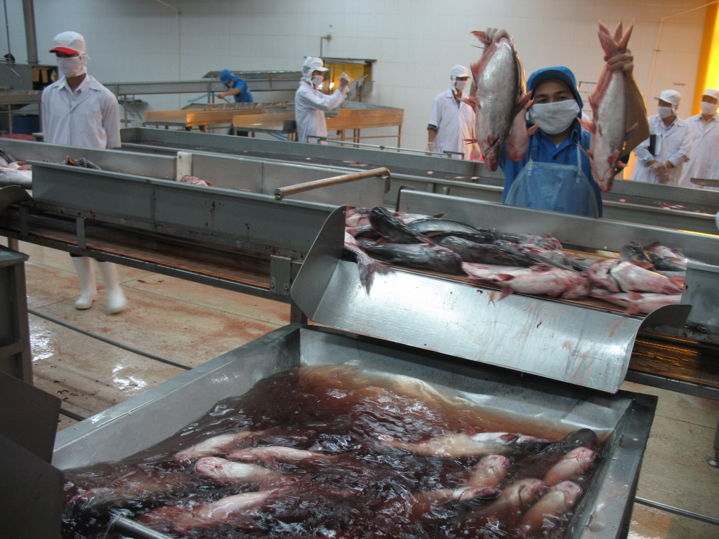 Xuất khẩu thuỷ sản giảm hơn 30% vì Covid-19. Ảnh minh hoạ. Ảnh: Nguyễn Thanh