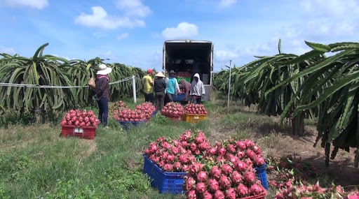 Xuất khẩu rau quả sang Trung Quốc liên tiếp giảm mạnh