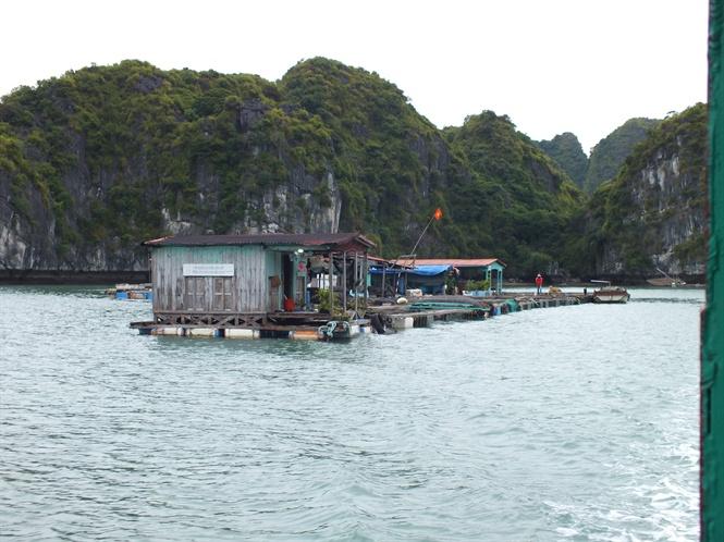 Nuôi cá lồng bè ở Hải Phòng