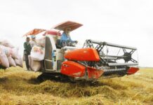 Gạo Việt có cơ hội lớn tại EU trong 2022