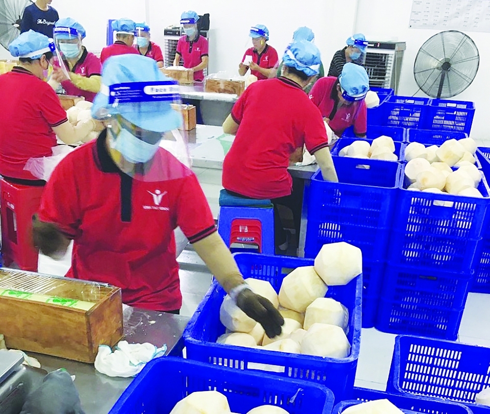 Xuất khẩu gạo, trái cây sụt giảm mạnh do giãn cách. Công suất thu hoạch, sơ chế của Vina T&T hiện chỉ bằng 20-30% so với điều kiện bình thường. Ảnh: DN cung cấp