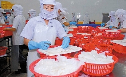 Chế biến mực bạch tuộc xuất khẩu bật tăng sau khi EVFTA có hiệu lực