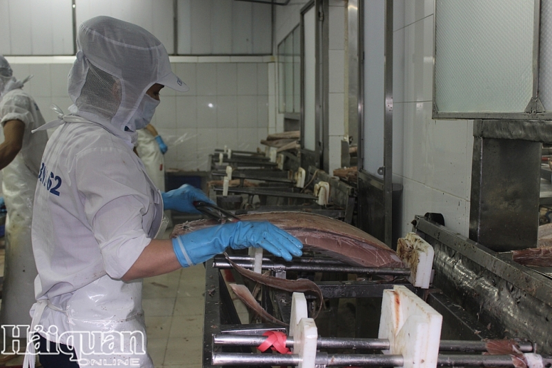 Cá ngừ Việt Nam đông lạnh xuất khẩu sang Hà Lan tăng cao.