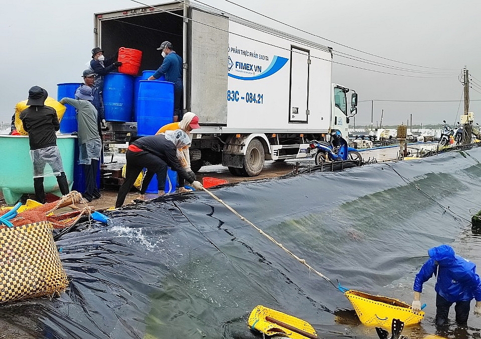 Việt Nam chớp cơ hội xuất khẩu tôm sang EU. Công ty CP Sao Ta thu hoạch tôm chuẩn bị cho XK cuối năm. Ảnh: FMC