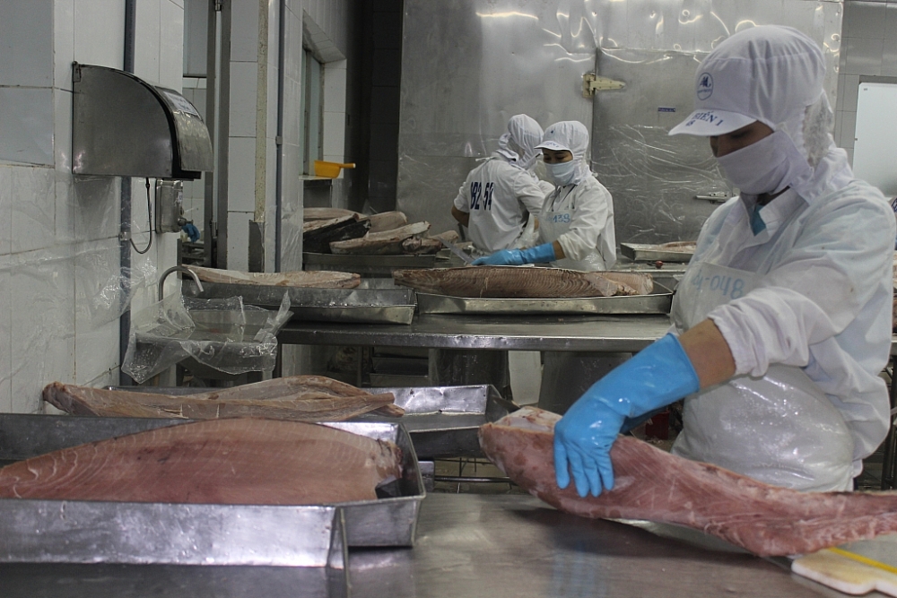 Xuất khẩu cá ngừ sang EU nhiều ký vọng. Ảnh: T.H
