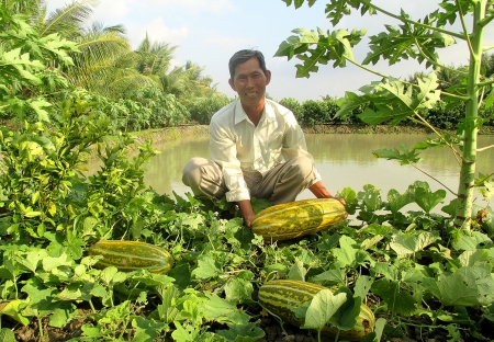 Ông Ánh đang thu hoạch dưa gang.