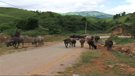 Chăn nuôi ở Điên Biên chủ yếu là Trâu, Bò