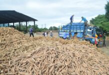 Trung Quốc tăng nhập khẩu sắn Việt Nam trong 2022