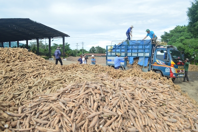 Trung Quốc tăng nhập khẩu sắn Việt Nam trong 2022