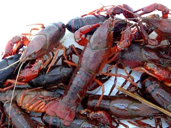 Hải quan Cao Bằng và Hải Phòng tăng cường kiểm soát nhập khẩu tôm càng đỏ 