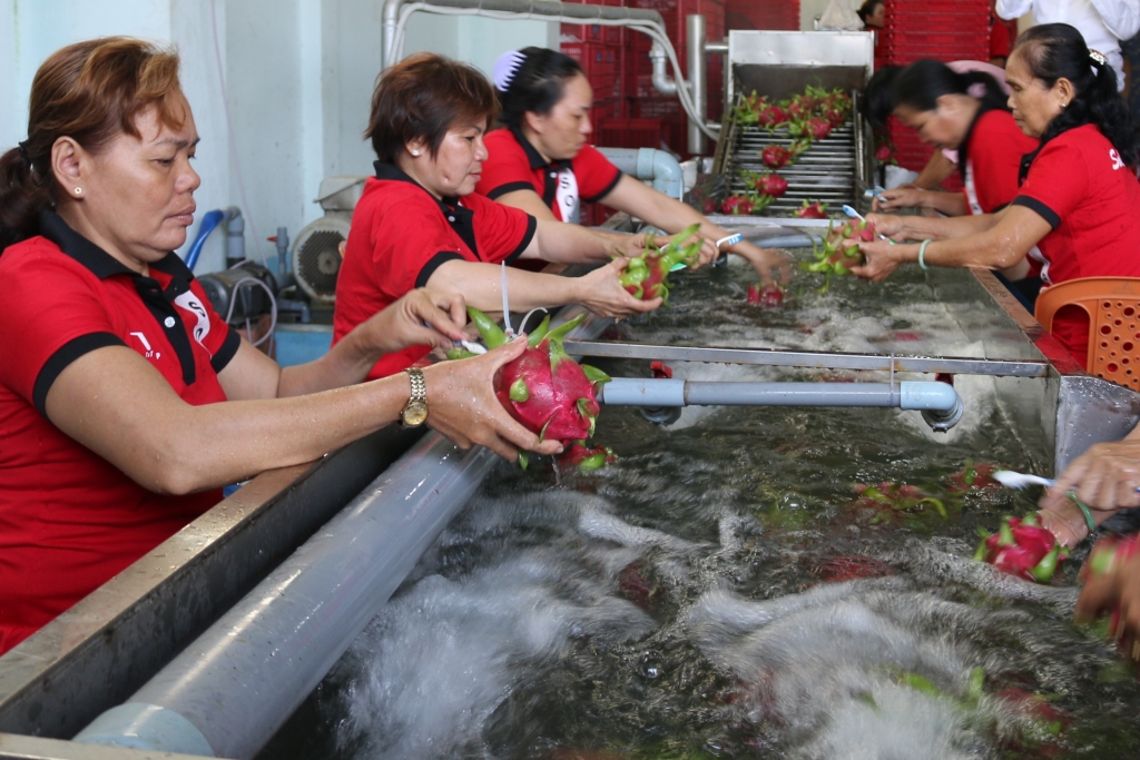Thanh long có nhiều cơ hội tại Australia, Nhật