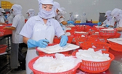 Mực bạch tuộc xuất khẩu tăng cao, nhưng doanh nghiệp chế biến mực xuất khẩu lo thiếu nguyên liệu