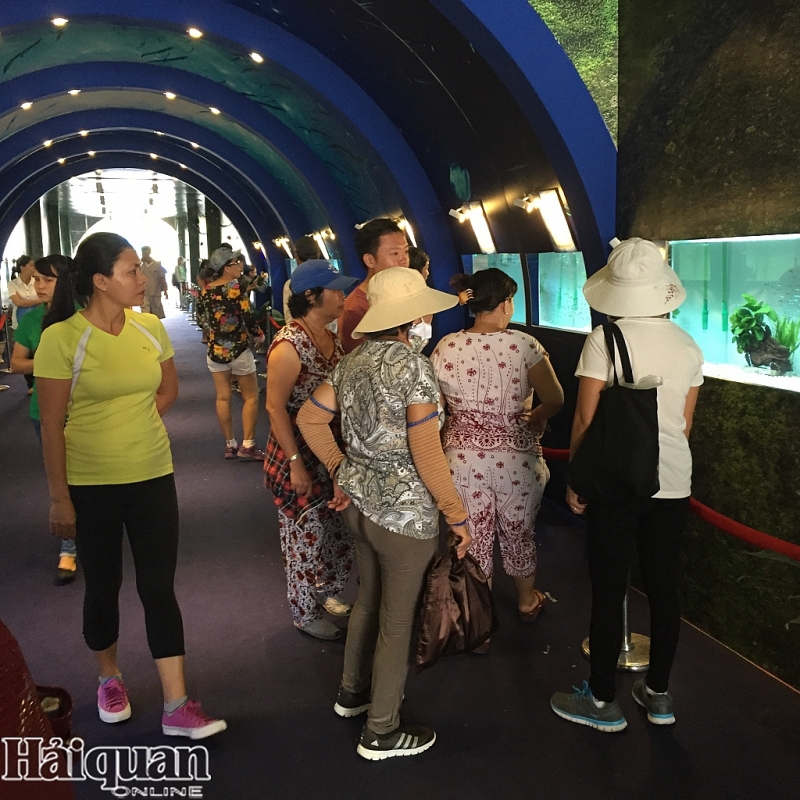 Nghề nuôi cá cảnh đặc sắc thu hút sự quan tâm của khách tham quan tại các kỳ triển lãm. Ảnh: N.H