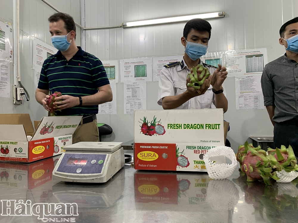 Trái cây Việt Nam khi chuyên gia Timothy Westbrook cùng cán bộ kiểm dịch thực vật thực hiện kiểm tra thanh long xuất khẩu đi Mỹ. Ảnh: N.H