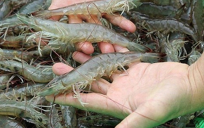 Tôm Việt Nam hiện là một trong những nước xuất khẩu lớn nhất sang Canada