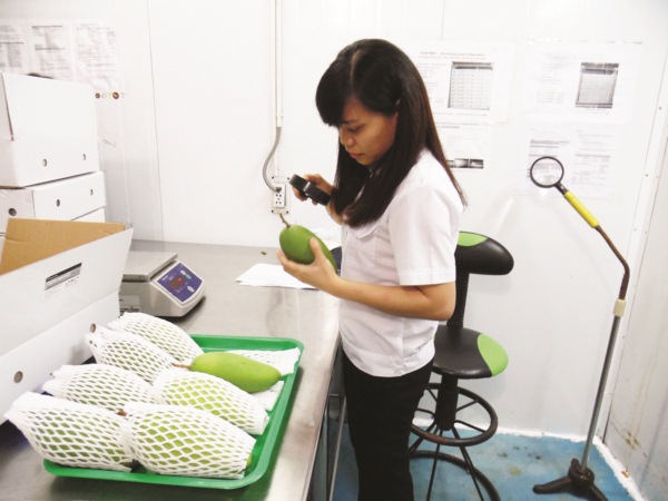 Triển khai NSW lĩnh vực nông nghiệp Quyết tâm chủ động tạo thành công Triển khai NSW lĩnh vực nông nghiệp: Quyết tâm, chủ động tạo thành công