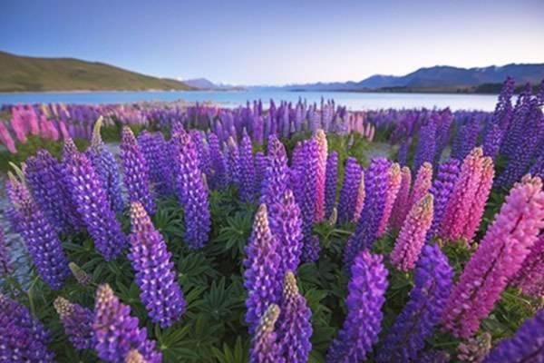 New Zealand đết nước tôi yêu