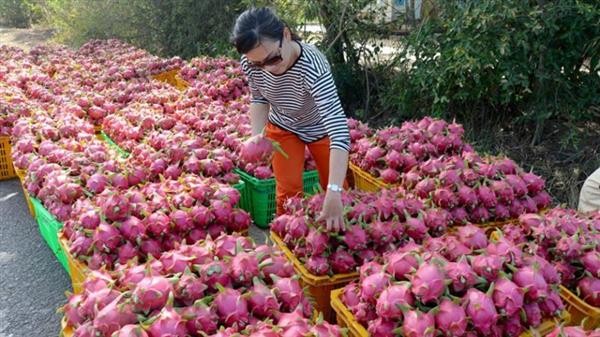 Nông sản Việt mất tới 9 năm đàm phán, hoàn tất thủ tục để xuất khẩu thanh long vào Australia.