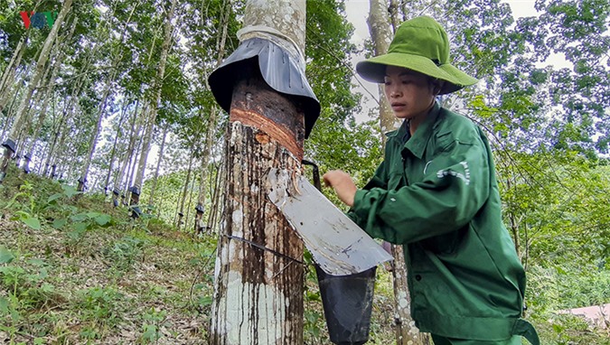 Trong 6 tháng năm 2019,xuất khẩu cao su tăng cả về lượng và giá trị.
