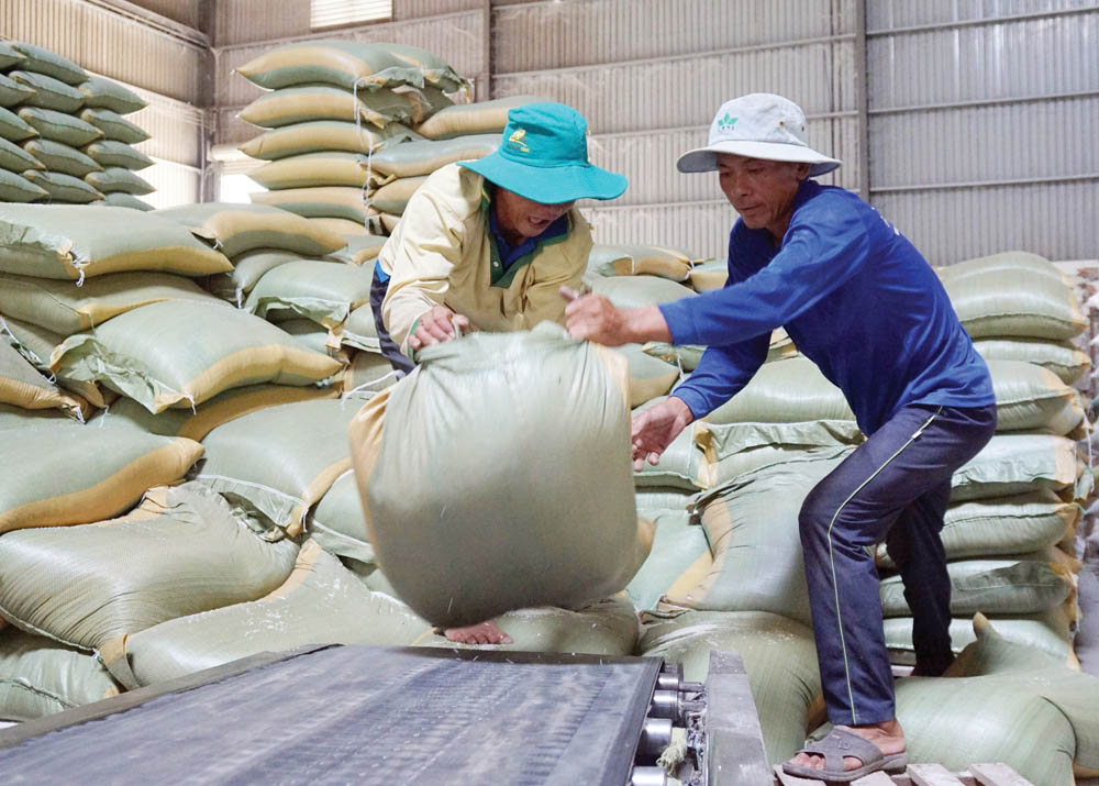 Xuất khẩu gạo chốt đơn hàng có nhiều cơ hội tăng cả về sản lượng lẫn giá bán trong năm 2021. Ảnh: Đức Thanh