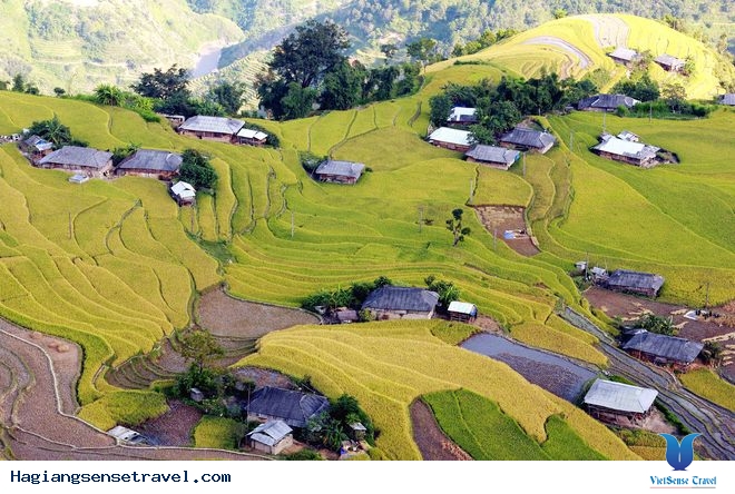 Cánh đồng lúa vàng rực mê hồn vào vụ