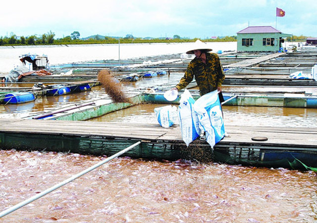 Các lồng cá ở Nam Tân (Nam Sách) được đặt san sát, rất dễ lây lan dịch bệnh