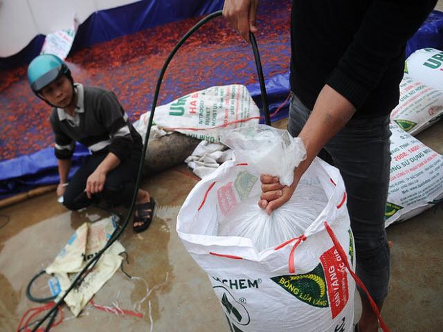 Bơm oxy vào bao chuẩn bị vận chuyển cá giống