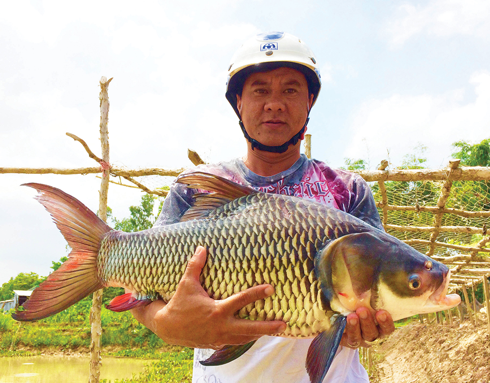 mô hình nuôi cá Hô đất ở An Giang