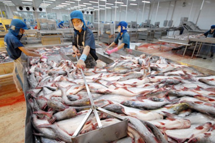 Ngành xuất khẩu cá tra Việt nam đang đứng trước thách thức lớn