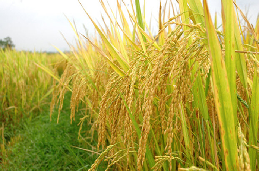 Vận chuyển hàng hóa là lúa gạo từ Bạc Liêu đi các nơi