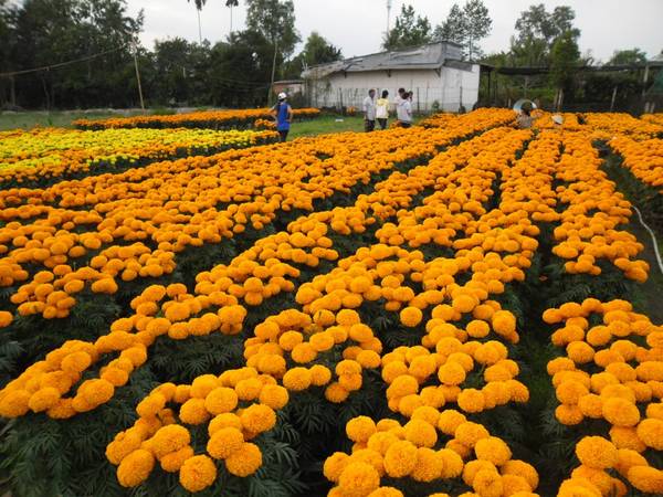 nghề trồng hoa kiểng ở Cái Mơn ăn nên làm ra