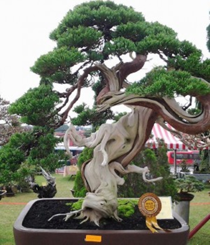 hinh-anh-nhung-chau-bonsai- Khánh Hà Logistics