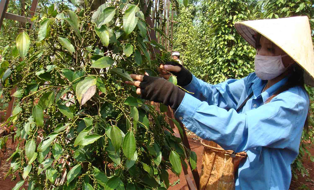 Xuất khẩu hồ tiêu tăng sản lượng những tháng cuối năm