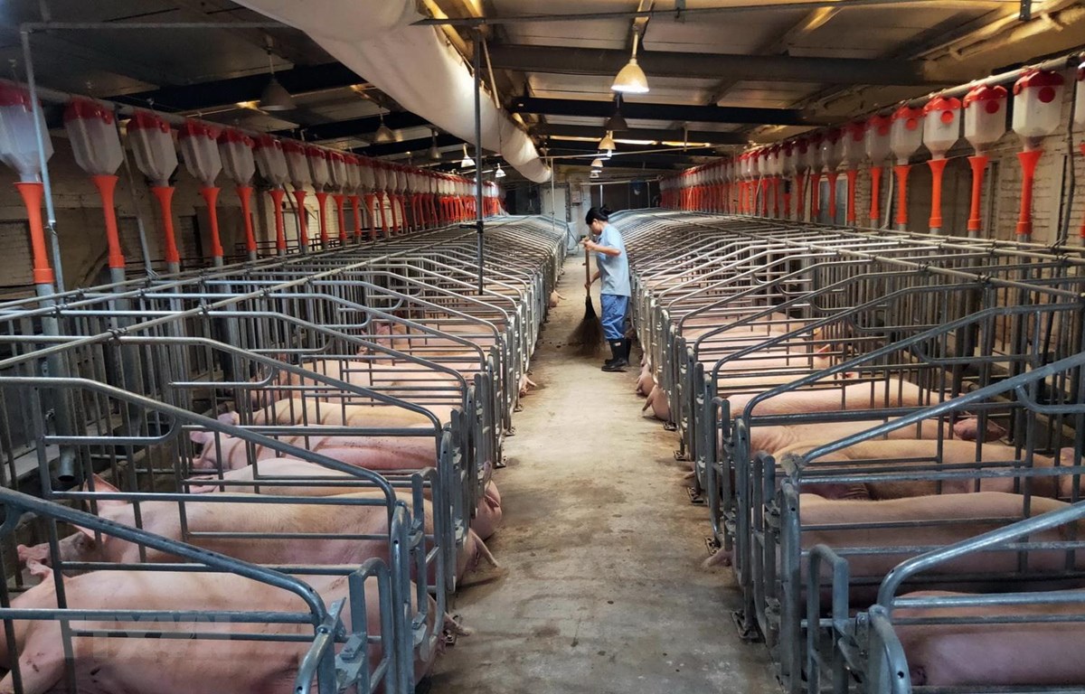 Nhập khẩu tăng khủng trong 3 tháng 11/2019, 12/2019 và tháng 1/2020, tổng lượng thịt lợn thiếu hụt là 200.000 tấn