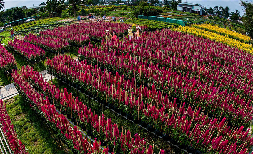 Dấu ấn Việt Nam trên làng hoa Sa Đéc