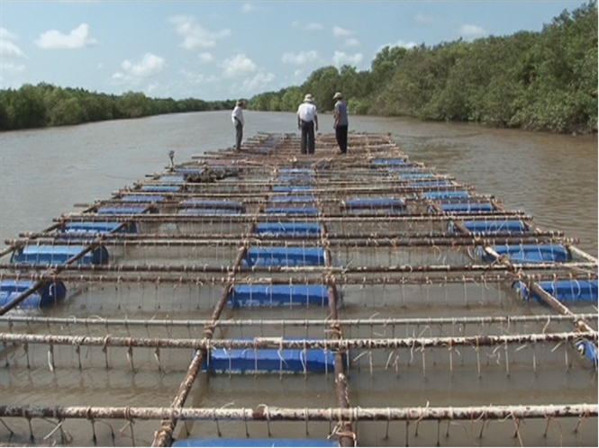 Mô hình nuôi hàu của ông Mai Văn Hưng