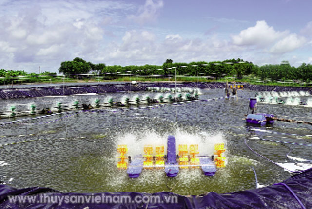 Nuôi tôm thâm canh tại Cà Mau