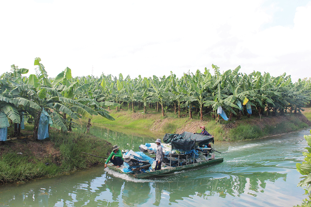 Hàng hóa là sản phẩm nông nghiệp ở An Giang (mô hình trồng chuối)