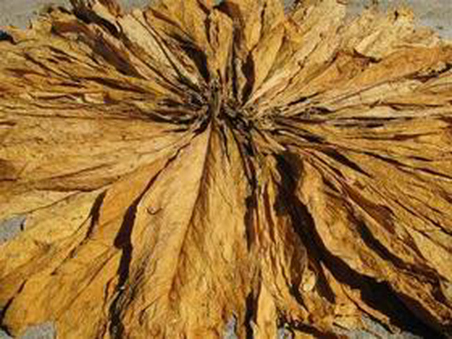 Hạn ngạch nhập khẩu thuốc lá nguyên liệu theo hạn ngạch thuế quan 2018