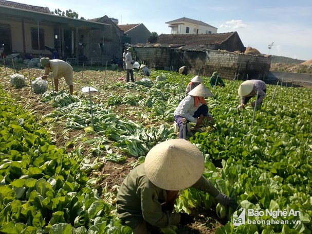 Vận chuyển hàng hóa là cải bẹ xanh để xuất khẩu