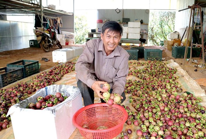 trồng măng cụt, anh Trần Quang Đông (ở bon Srếu, xã Đắk Nia, thị xã Gia Nghĩa, tỉnh Đắk Nông)