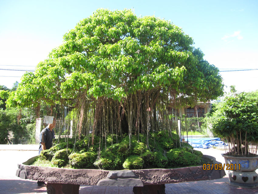 Vận chuyển cây cảnh lâu năm, quý hiếm