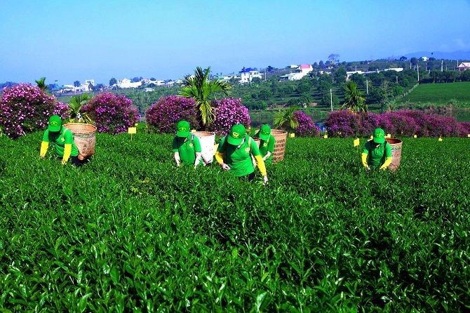 Trà Olong Long Đỉnh của Công ty cổ phần Long Đỉnh là một trong 4 sản phẩm của Lâm Đồng được tôn vinh và công nhận là "Sản phẩm công nghiệp nông thôn tiêu biểu cấp quốc gia”năm 2019 (Ảnh: TL)