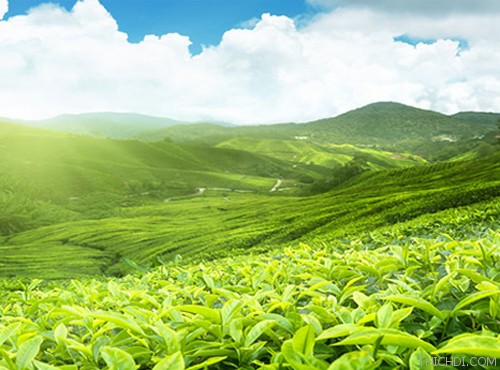 Đồi chè Tân Cương